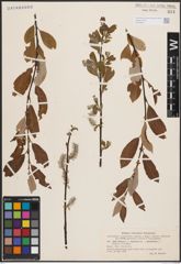 Foto von Salix cinerea L. x Salix nigricans Sm. x Salix phylicifolia L.